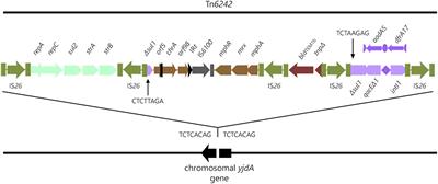 Multidrug Resistant Uropathogenic Escherichia coli ST405 With a Novel, Composite IS26 Transposon in a Unique Chromosomal Location